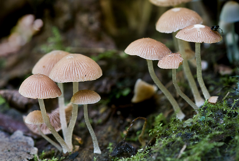 Psathyrella pygmaea